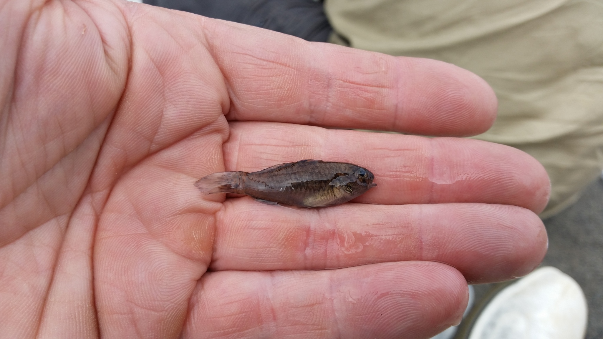 ภาพ ปลาบู่บู่ (Redigobius chrysosoma)