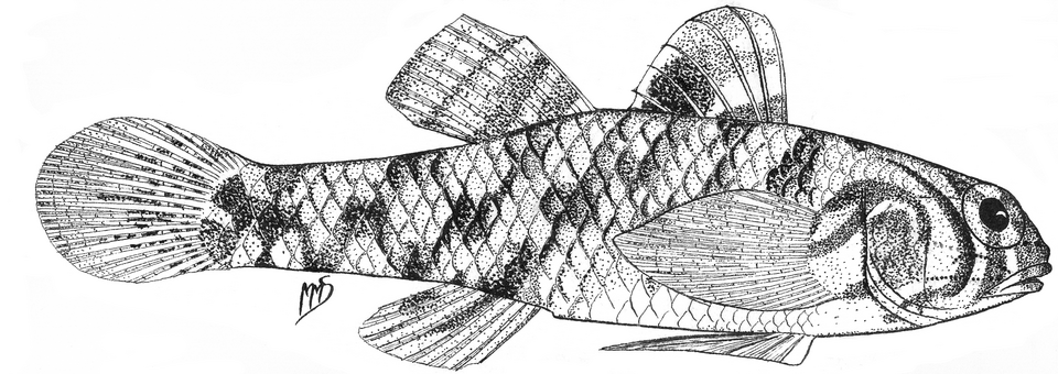 ภาพ ปลาบู่บู่ (Redigobius dewaali)