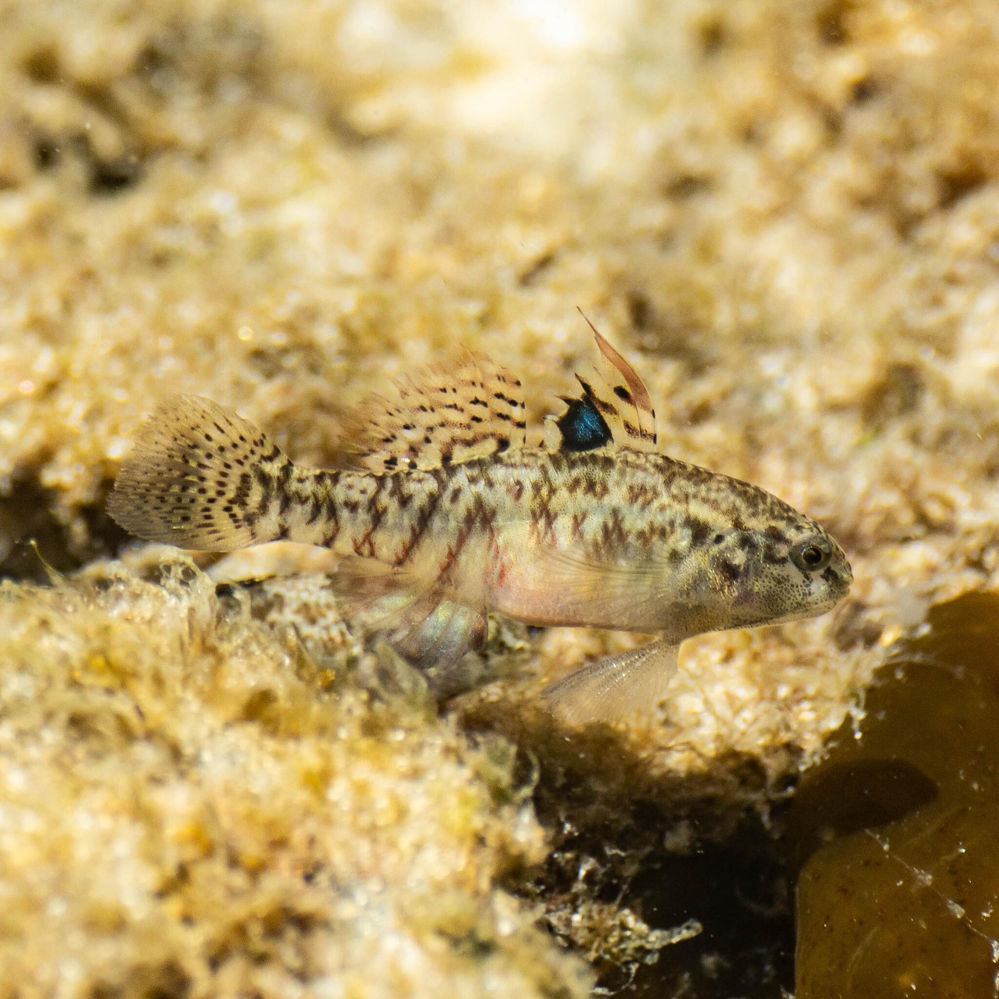 ภาพ ปลาบู่บู่ (Redigobius macrostoma)