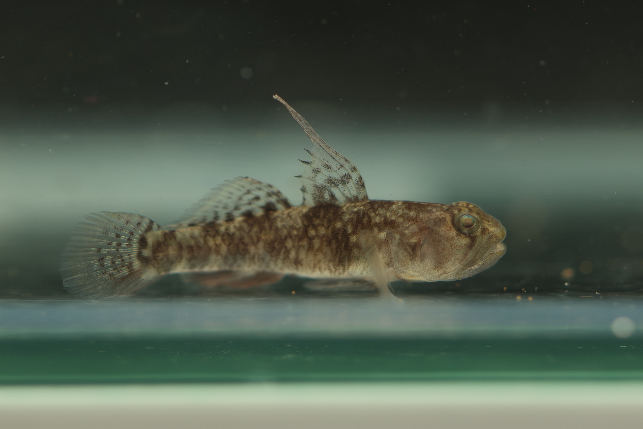 ภาพ ปลาบู่แคระลายประบู่ (Redigobius nanus)