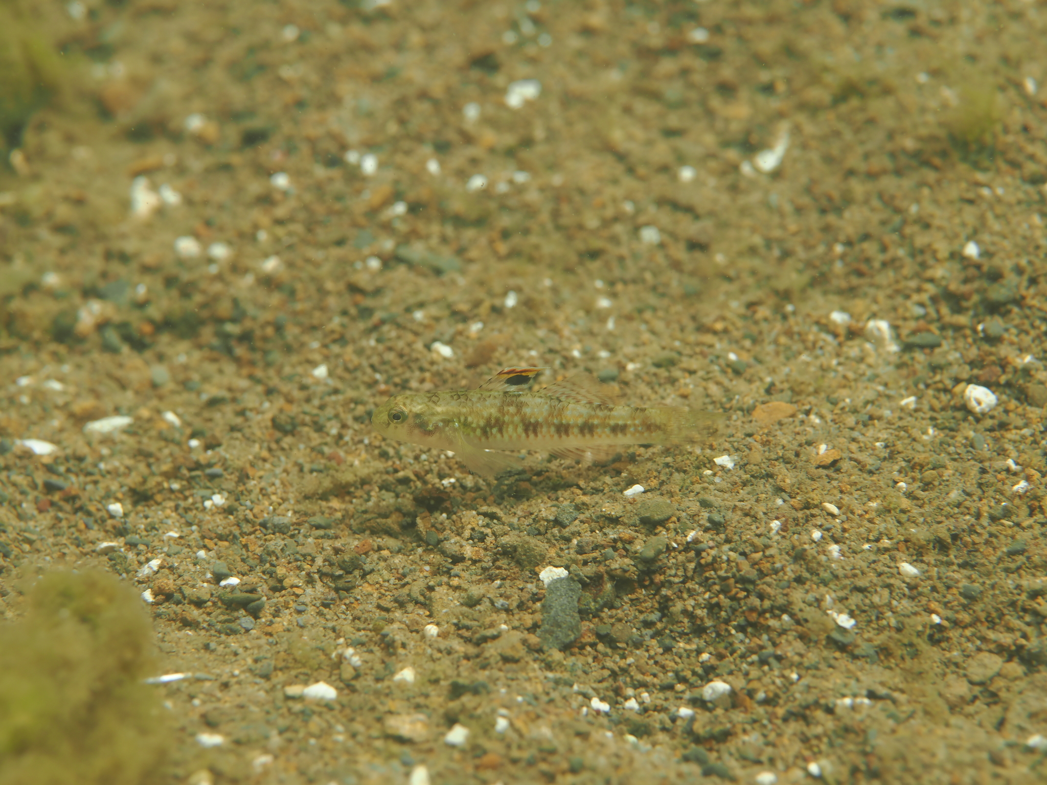 ภาพ ปลาบู่บู่ (Redigobius oyensi)