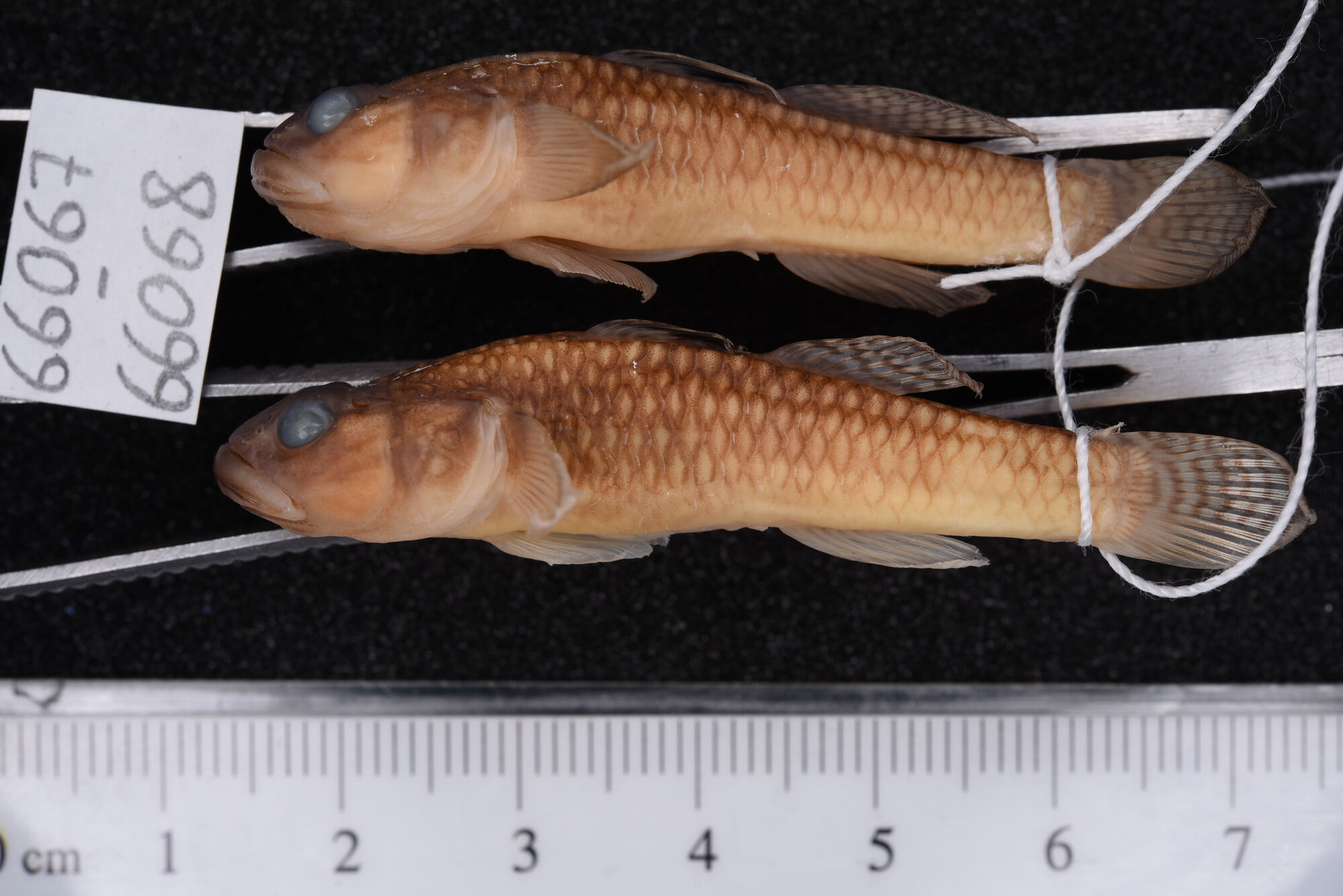 ภาพ ปลาบู่ penango (Redigobius penango)