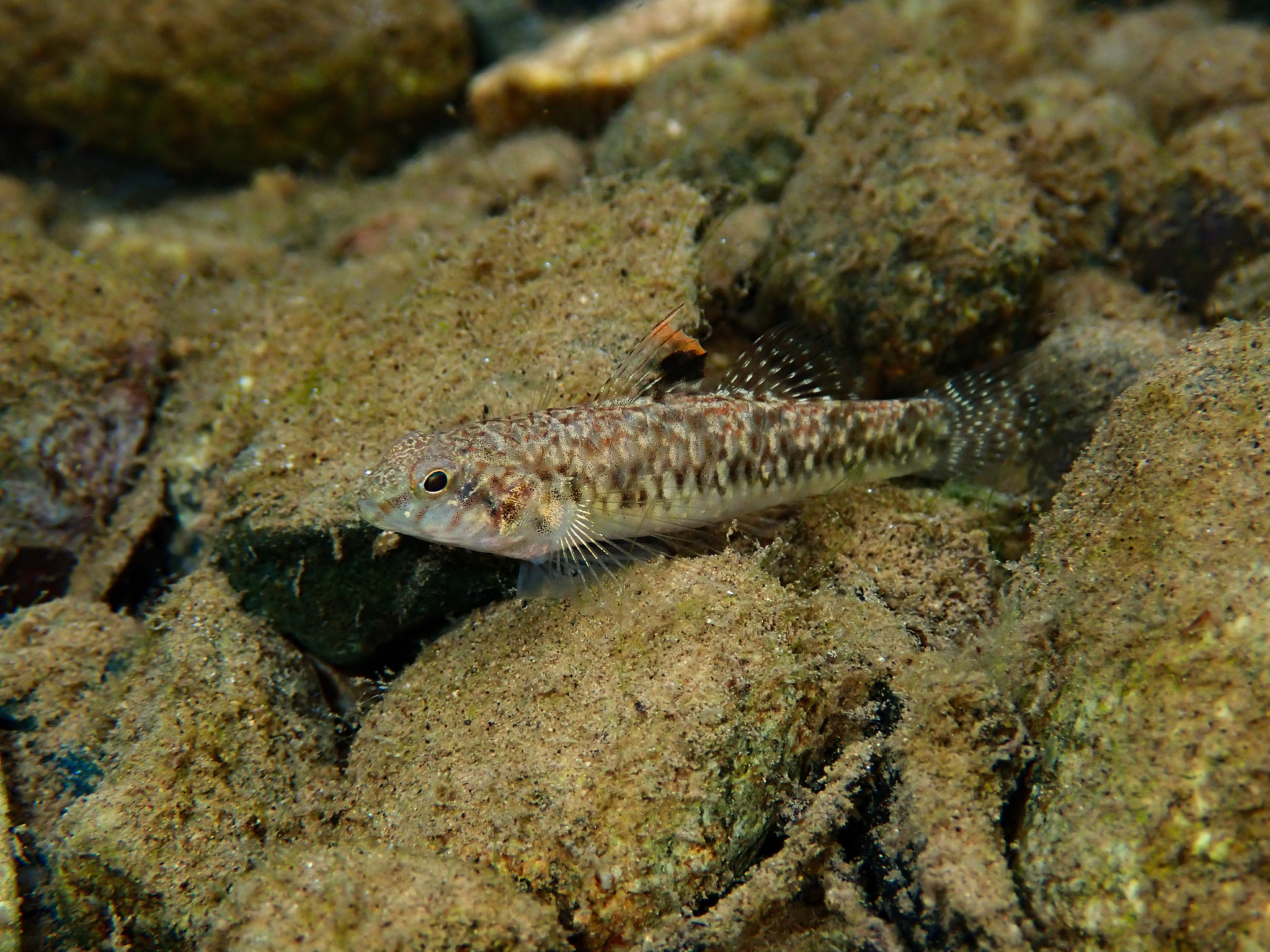 ภาพ ปลาบู่บู่ (Redigobius tambujon)