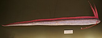 ภาพ ปลา glesne (Regalecus glesne)