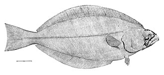 ภาพ ปลา hippoglossoides (Reinhardtius hippoglossoides)