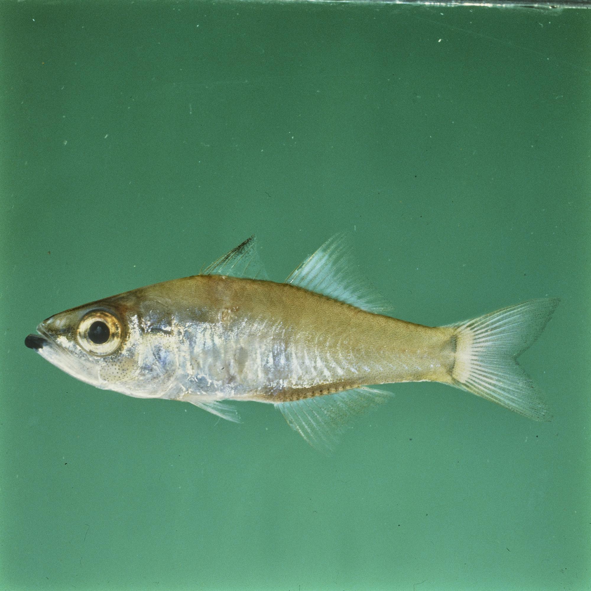 ภาพ ปลาอมไข่ nigrimentum (Rhabdamia nigrimentum)