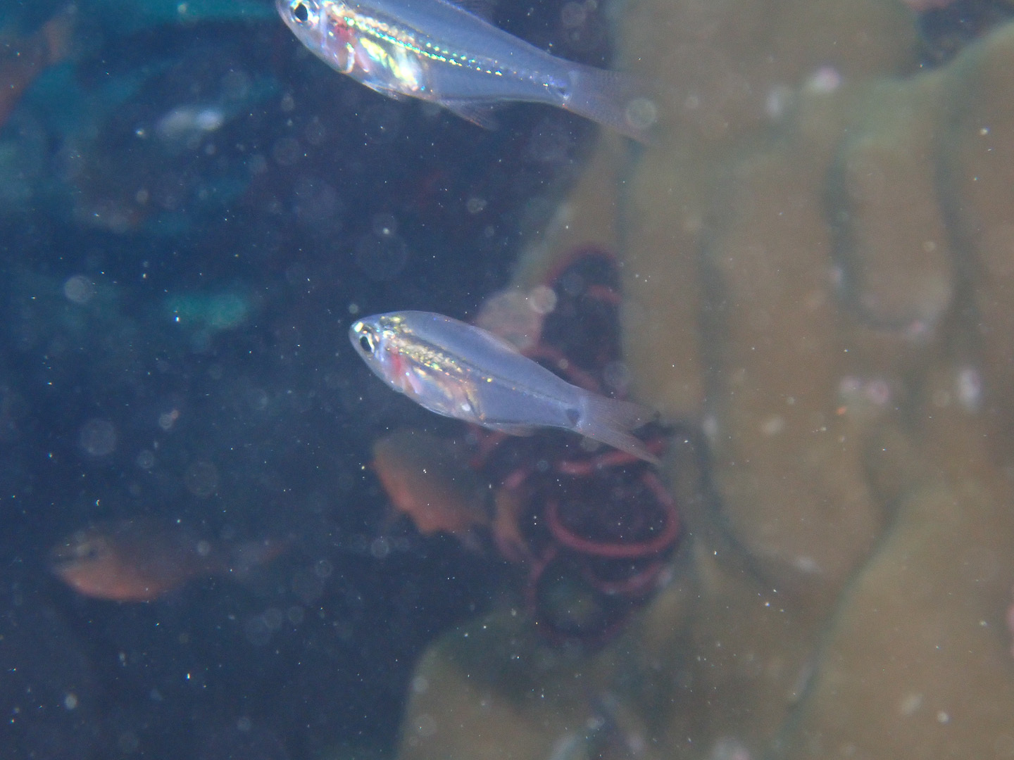 ภาพ ปลาอมไข่ novaluna (Rhabdamia novaluna)