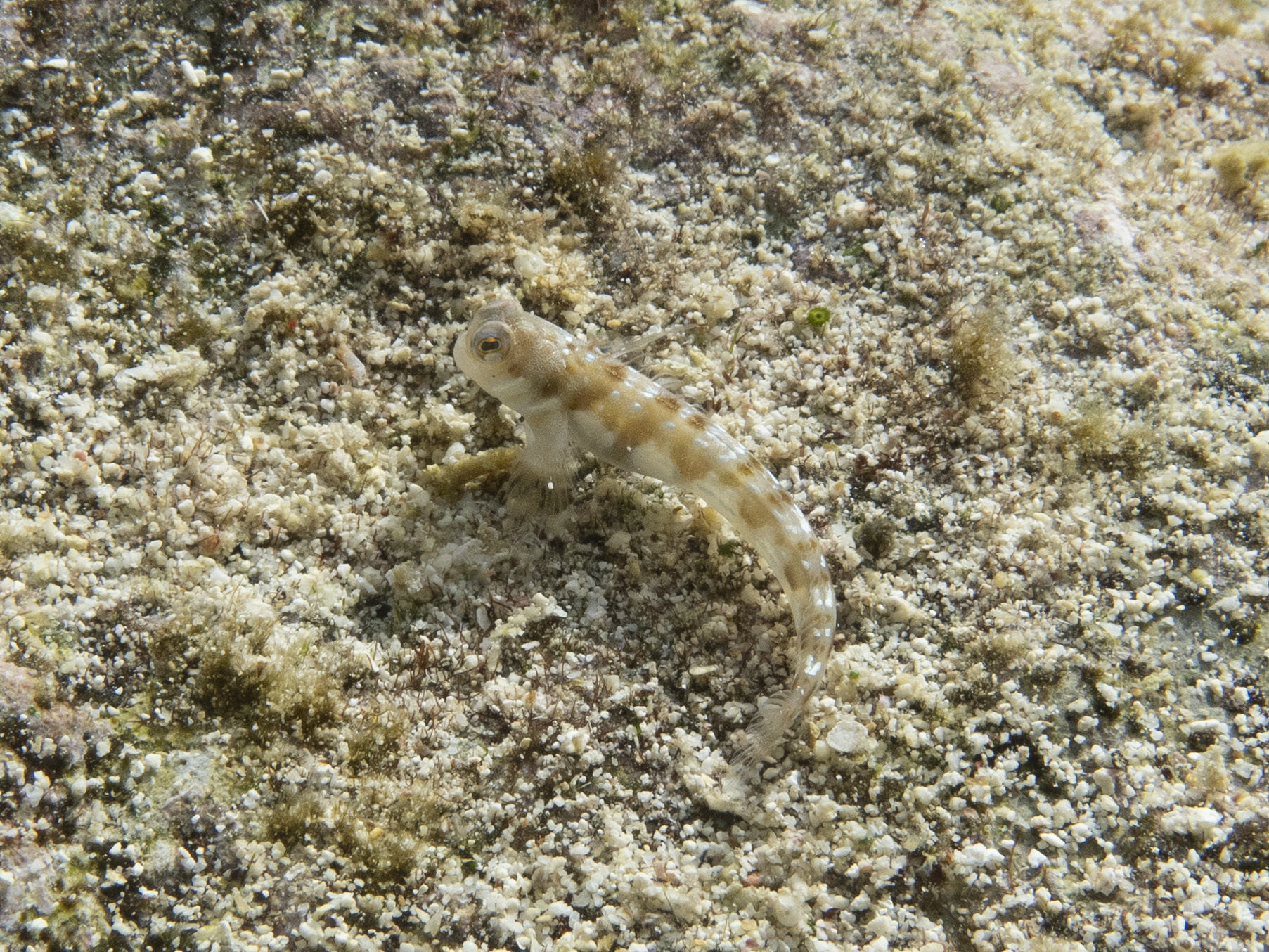 ภาพ ปลาตั๊กแตนหินตั๊กแตนหิน (Rhabdoblennius rhabdotrachelus)