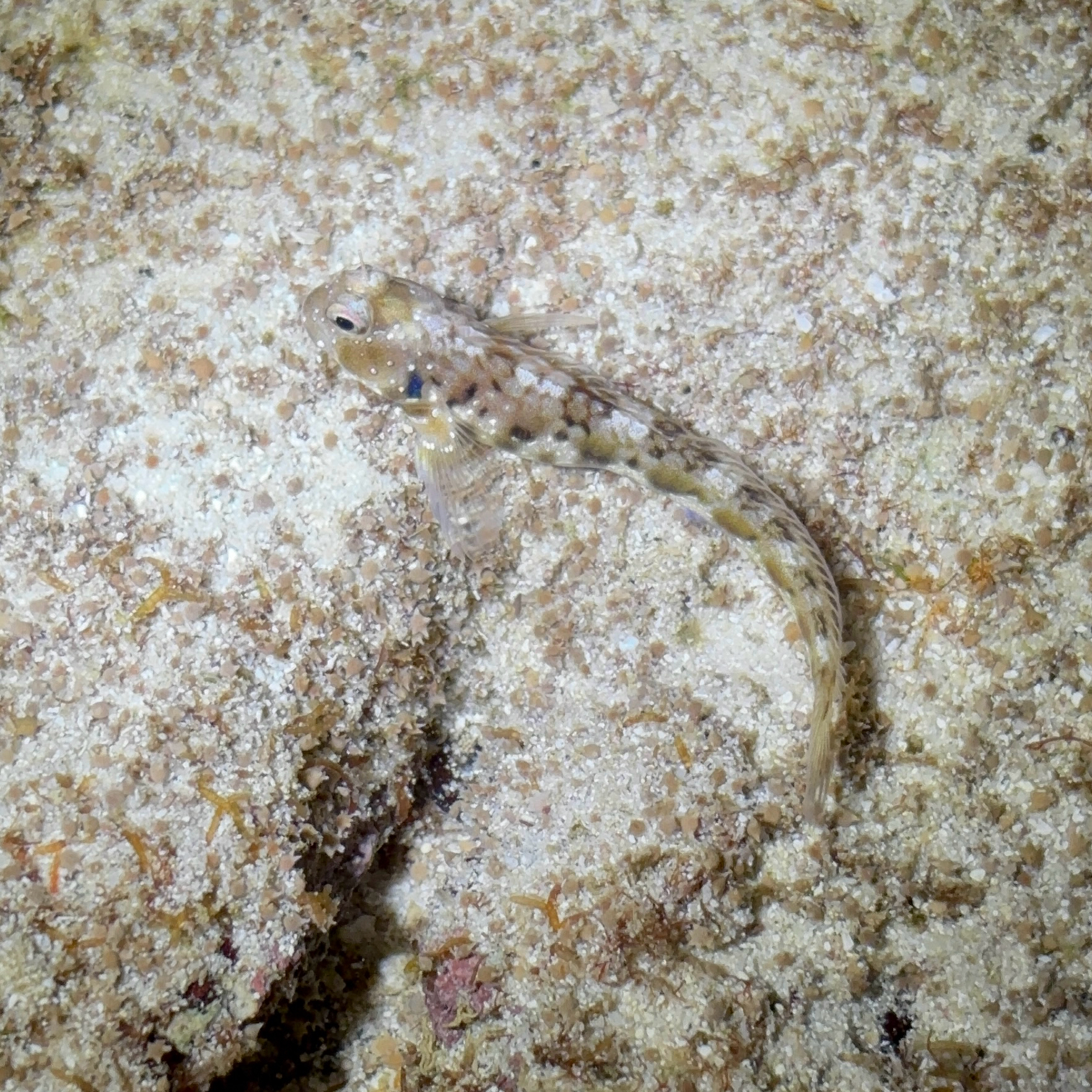 ภาพ ปลาตั๊กแตนหินตั๊กแตนหิน (Rhabdoblennius snowi)