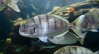 ภาพ ปลา globiceps (Rhabdosargus globiceps)