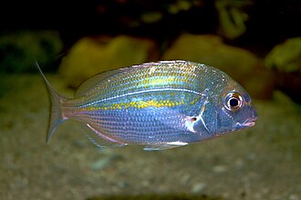 ภาพ ปลา holubi (Rhabdosargus holubi)