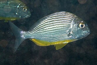 ภาพ ปลา thorpei (Rhabdosargus thorpei)