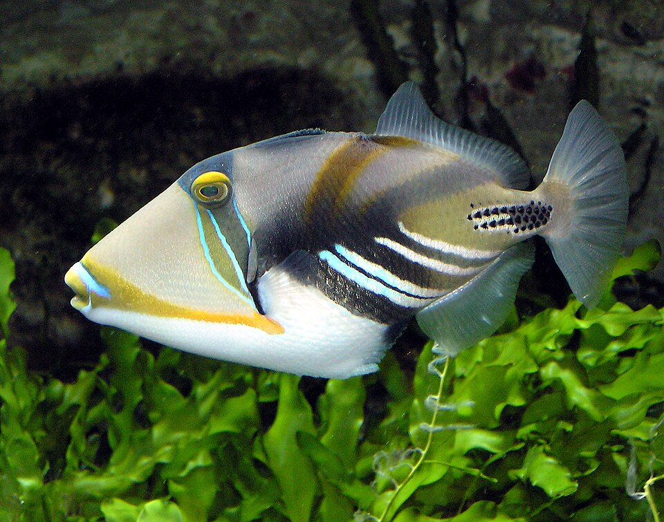 ภาพ ปลาวัวปิกัสโซ (Rhinecanthus aculeatus)