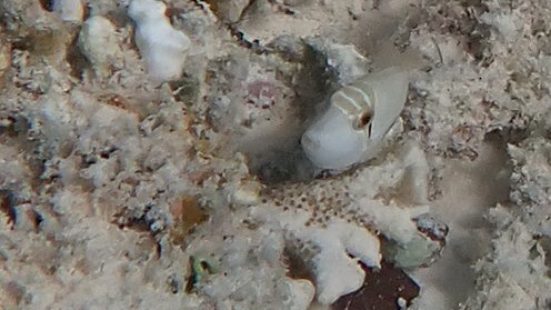 ภาพ ปลาวัว lunula (Rhinecanthus lunula)