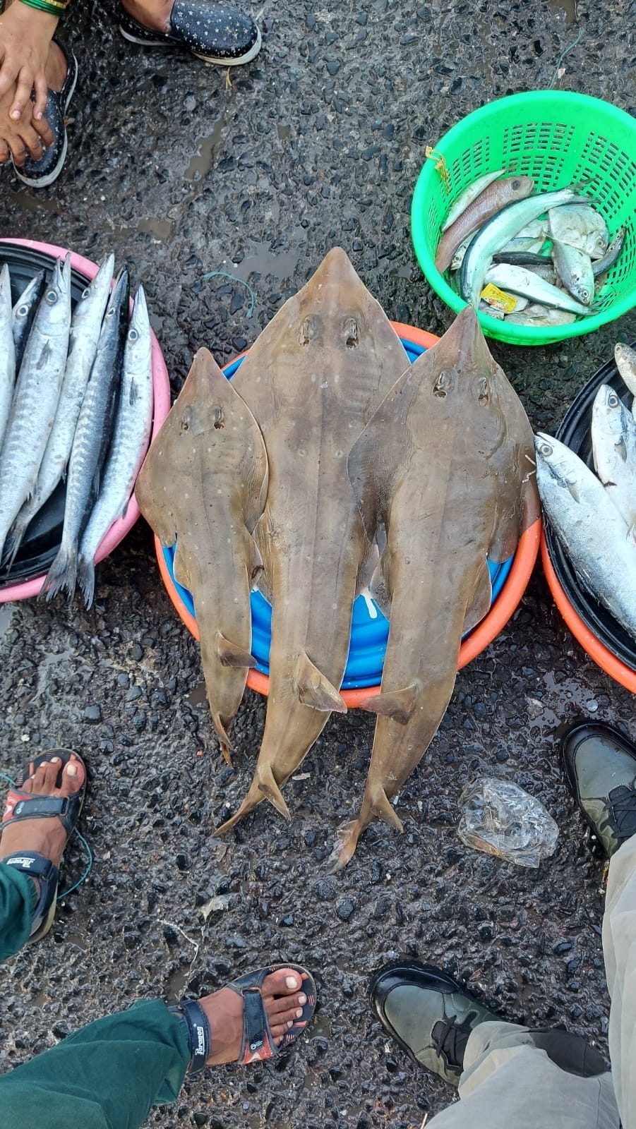 ภาพ ปลา annandalei (Rhinobatos annandalei)