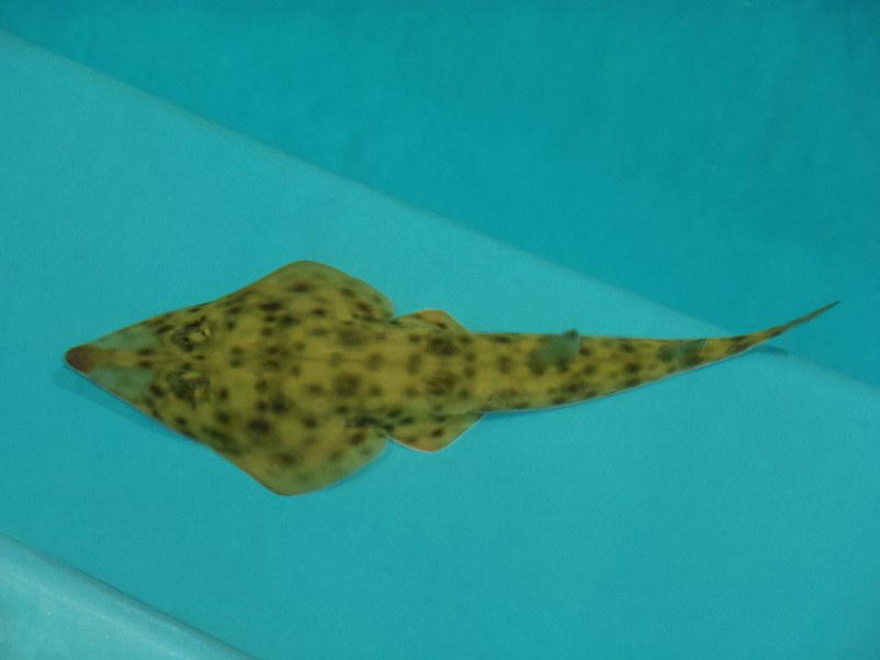 ภาพ ปลา austini (Rhinobatos austini)