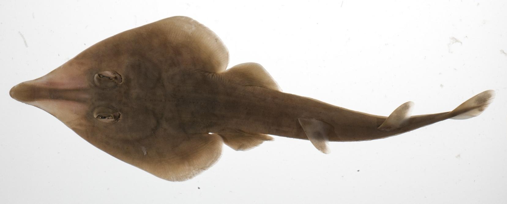 ภาพ ปลา formosensis (Rhinobatos formosensis)
