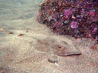 ภาพ ปลา hynnicephalus (Rhinobatos hynnicephalus)