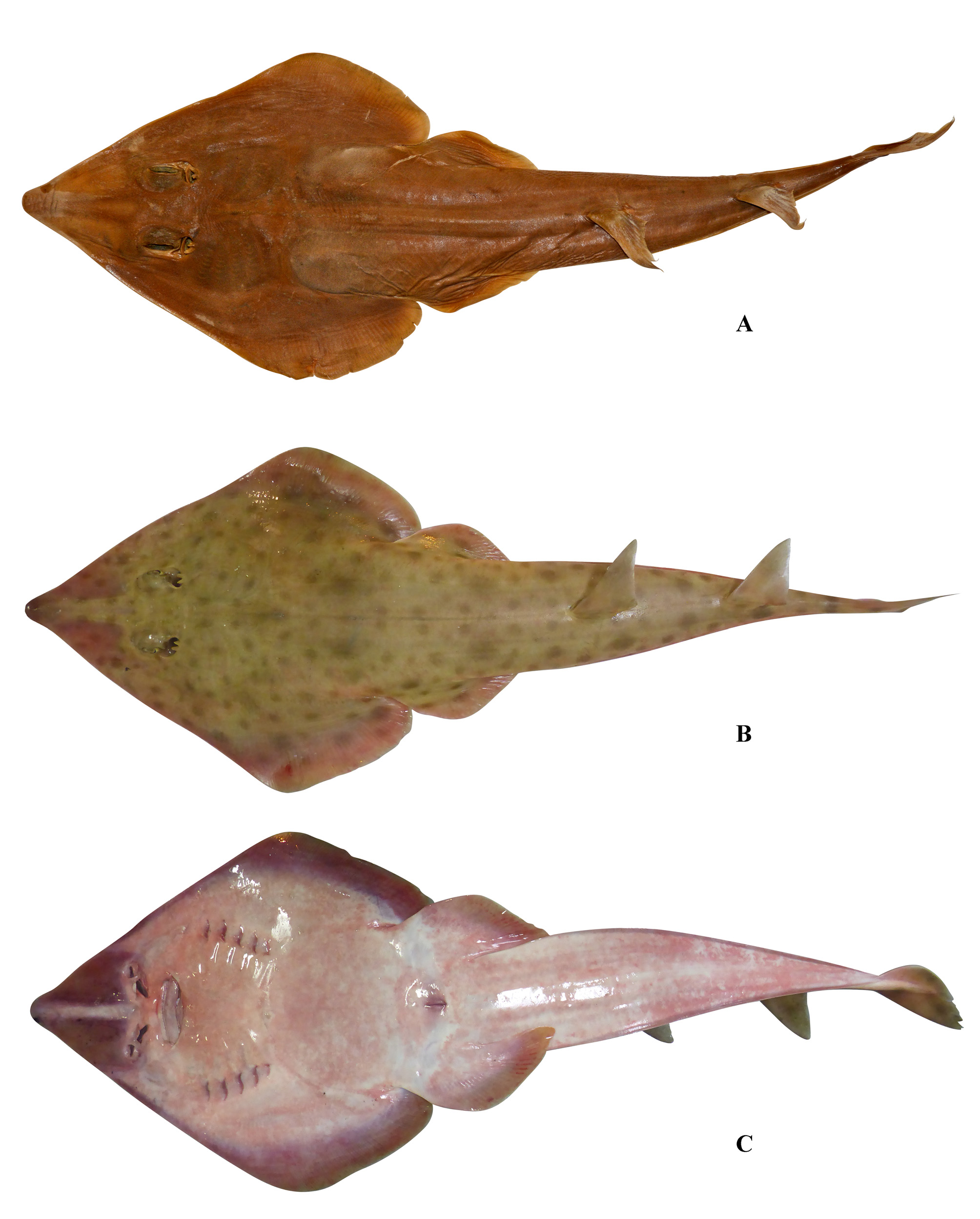 ภาพ ปลา lionotus (Rhinobatos lionotus)