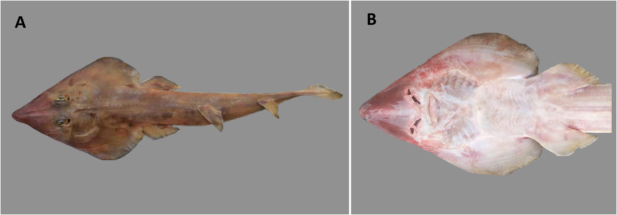 ภาพ ปลา punctifer (Rhinobatos punctifer)