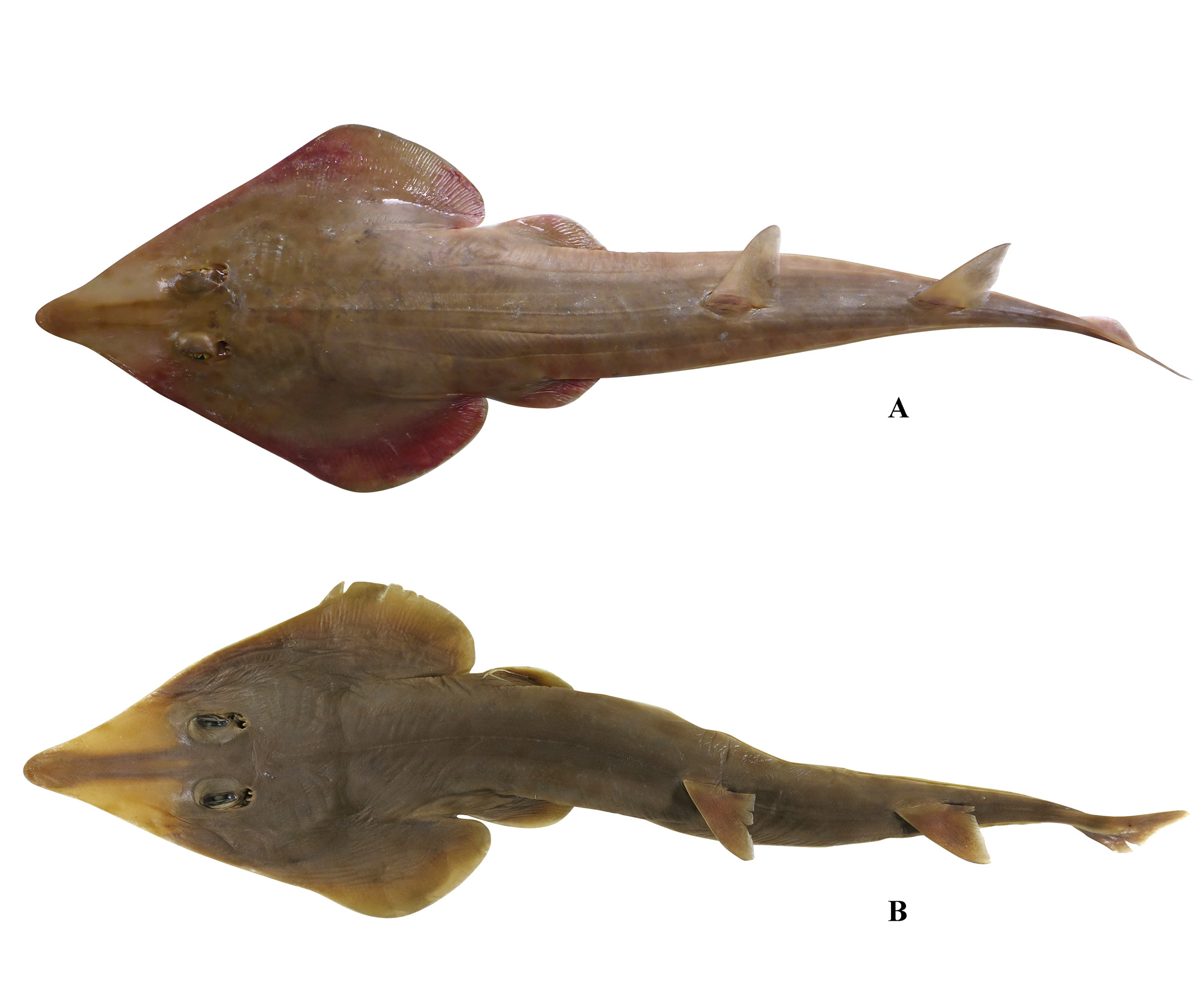 ภาพ ปลา ranongensis (Rhinobatos ranongensis)