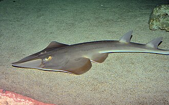 ภาพ ปลา rhinobatos (Rhinobatos rhinobatos)
