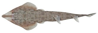 ภาพ ปลา sainsburyi (Rhinobatos sainsburyi)