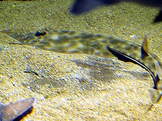 ภาพ ปลา schlegelii (Rhinobatos schlegelii)