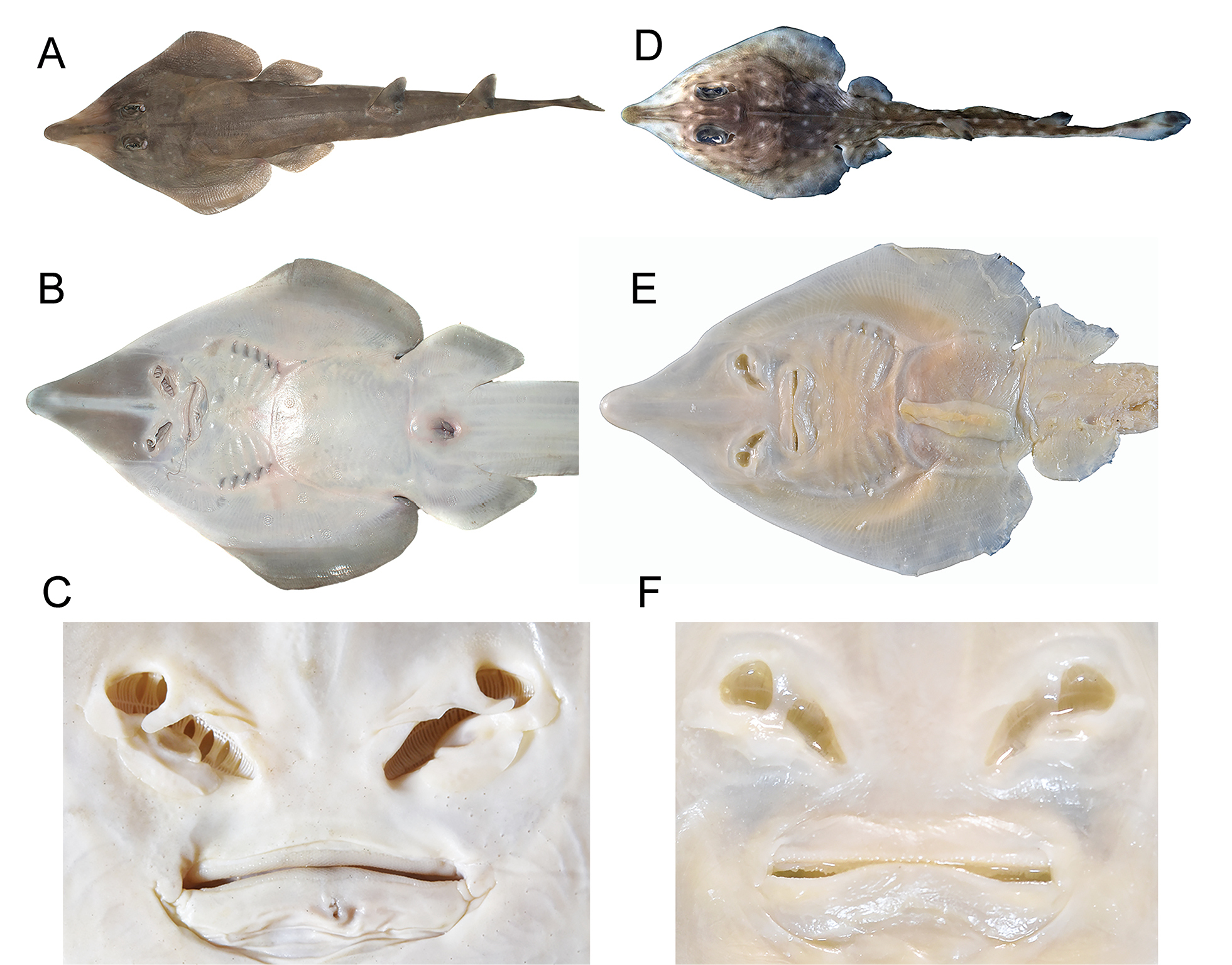 ภาพ ปลา whitei (Rhinobatos whitei)
