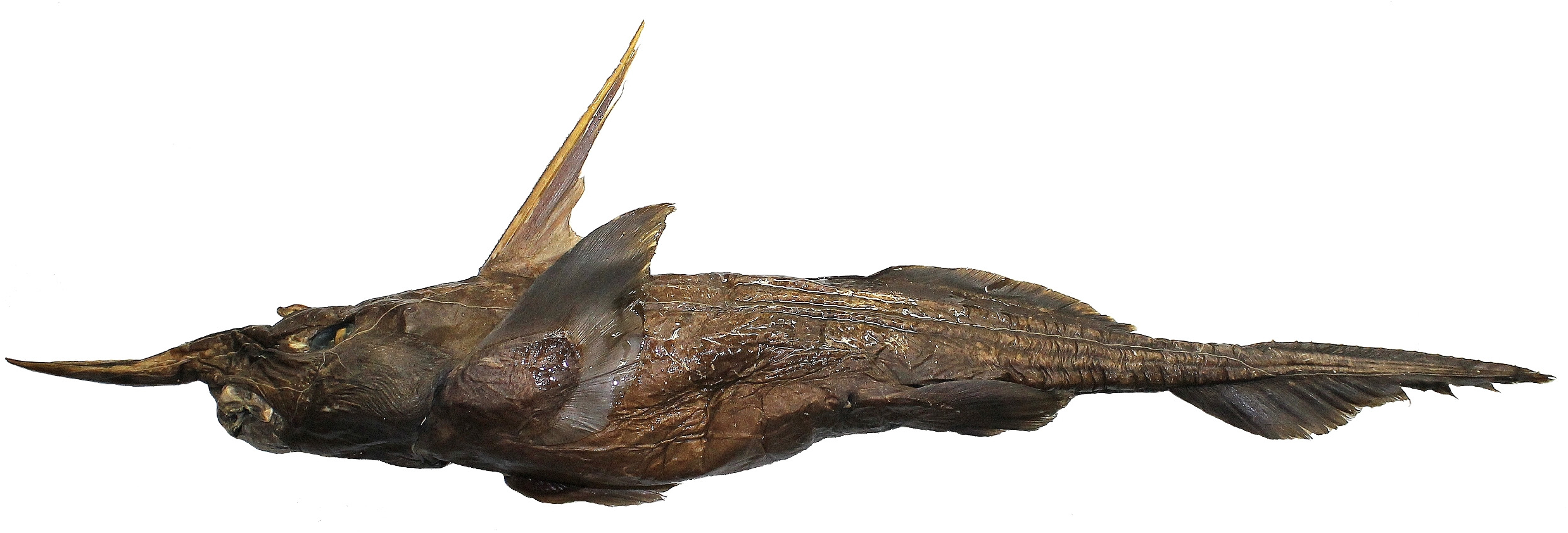 ภาพ ปลา africana (Rhinochimaera africana)