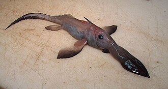 ภาพ ปลา pacifica (Rhinochimaera pacifica)