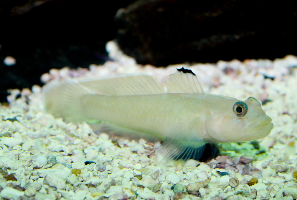 ภาพ ปลาบู่มีหงอนบู่ (Rhinogobiops nicholsii)