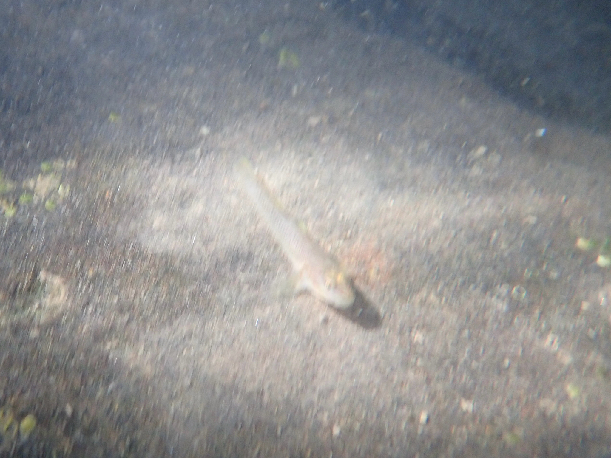 ภาพ ปลาบู่ aonumai (Rhinogobius aonumai)