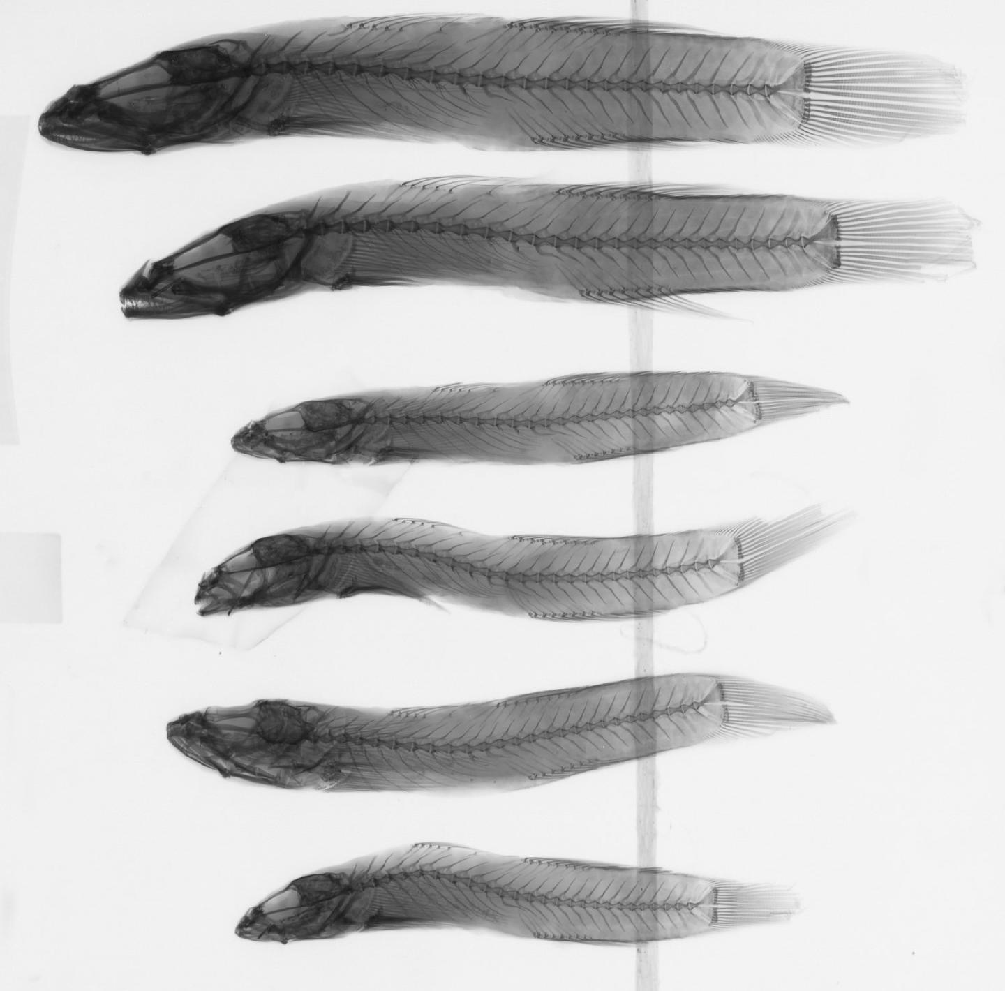 ภาพ ปลาบู่ bedfordi (Rhinogobius bedfordi)