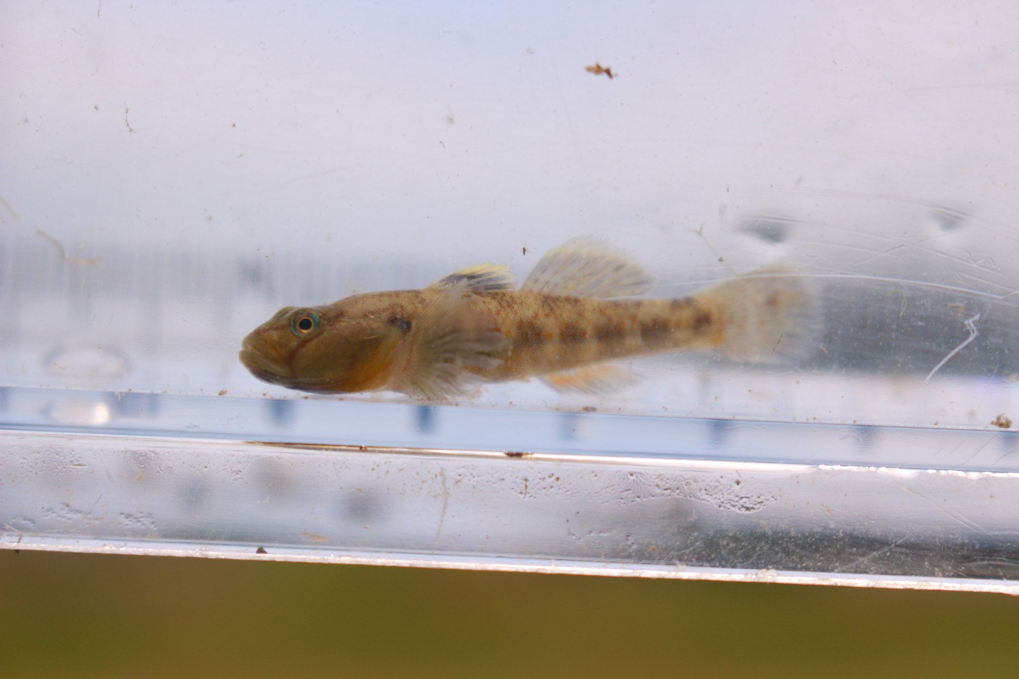 ภาพ ปลาบู่บู่ (Rhinogobius biwaensis)