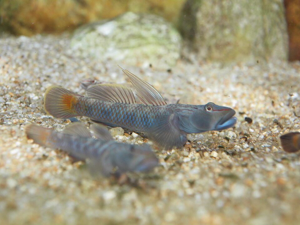 ภาพ ปลาบู่บู่ (Rhinogobius brunneus)