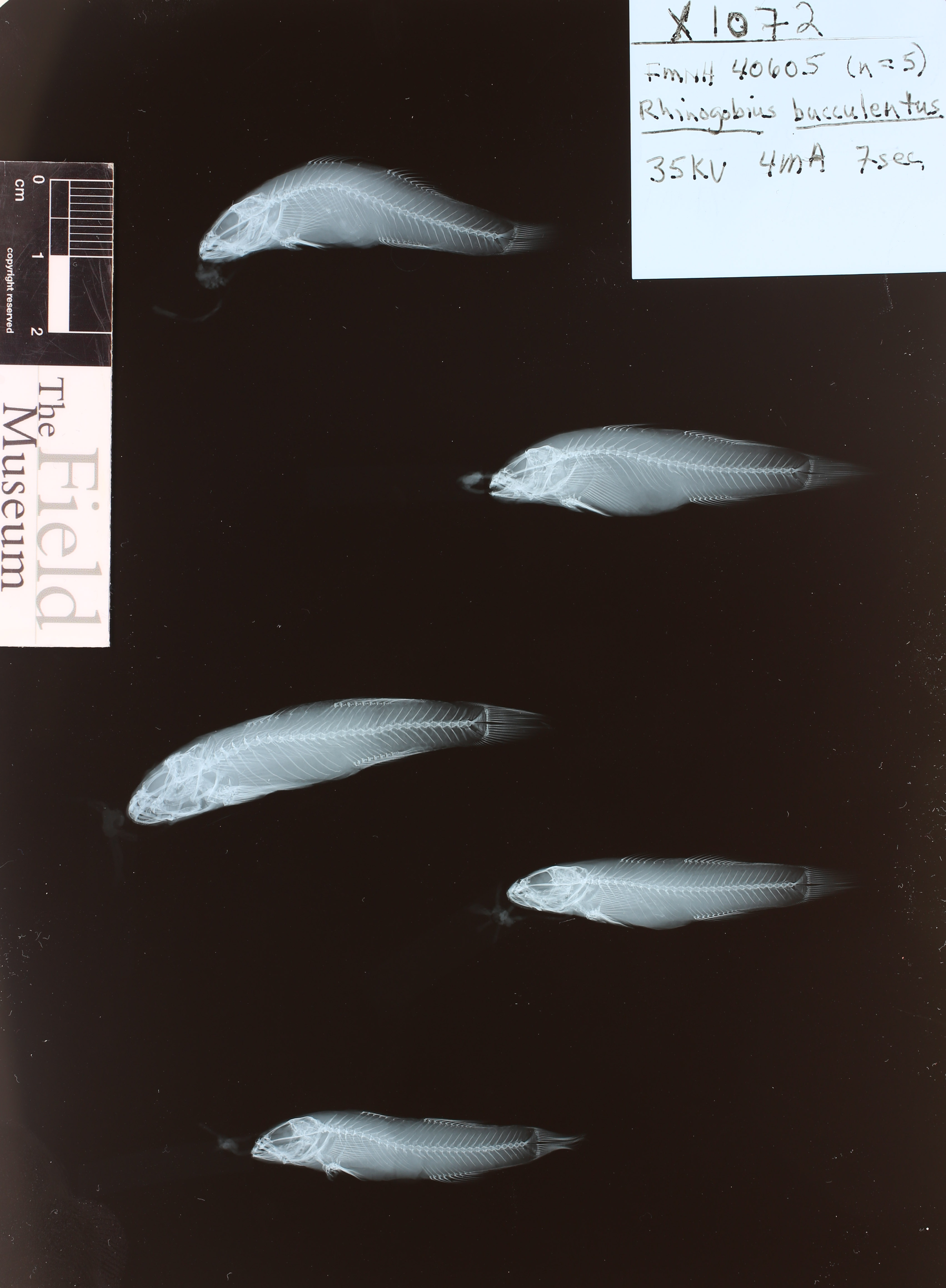 ภาพ ปลาบู่ bucculentus (Rhinogobius bucculentus)