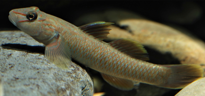 ภาพ ปลาบู่บู่ (Rhinogobius candidianus)