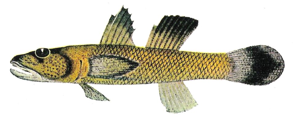 ภาพ ปลาบู่ carpenteri (Rhinogobius carpenteri)
