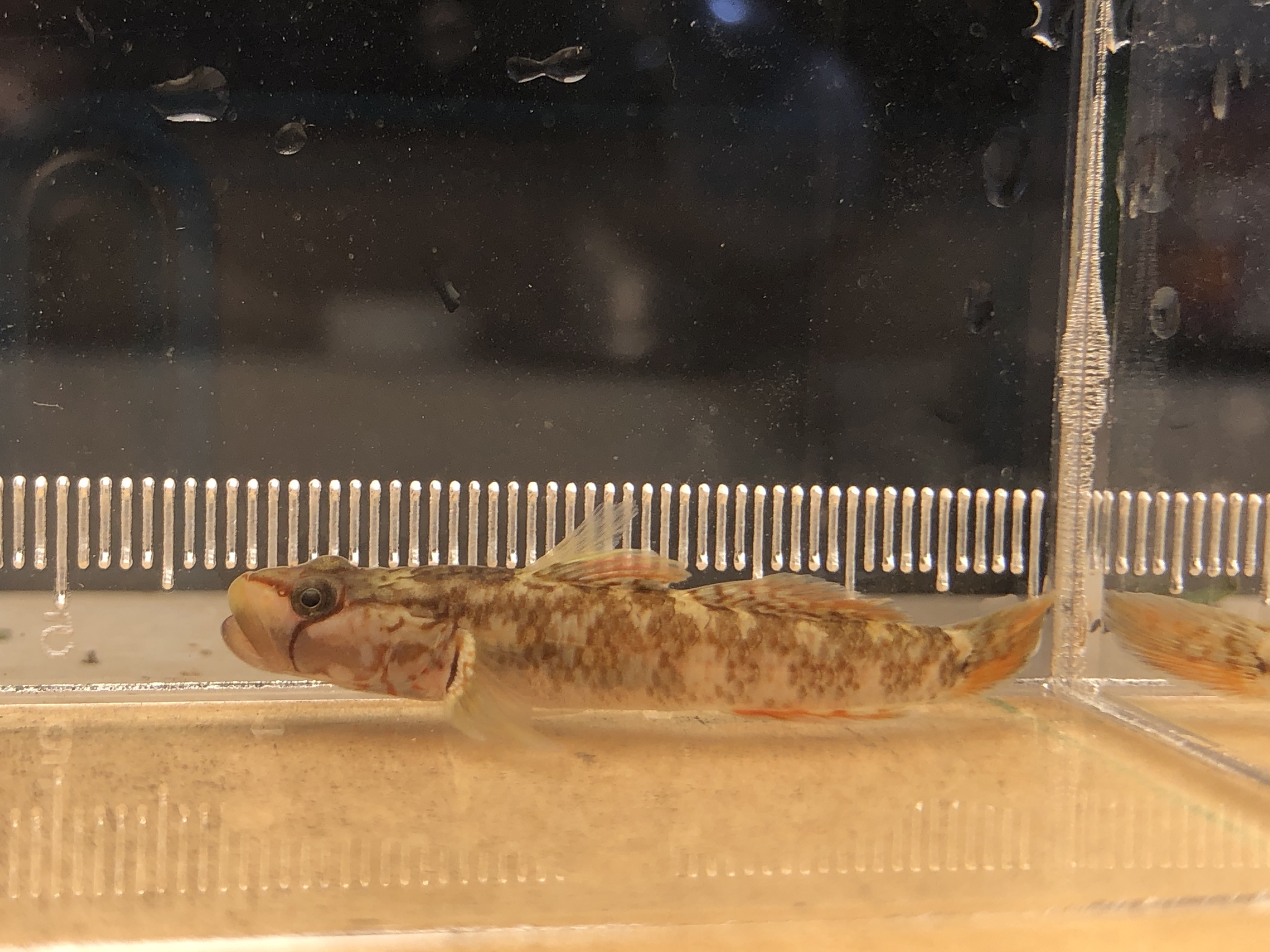 ภาพ ปลาบู่ changtinensis (Rhinogobius changtinensis)