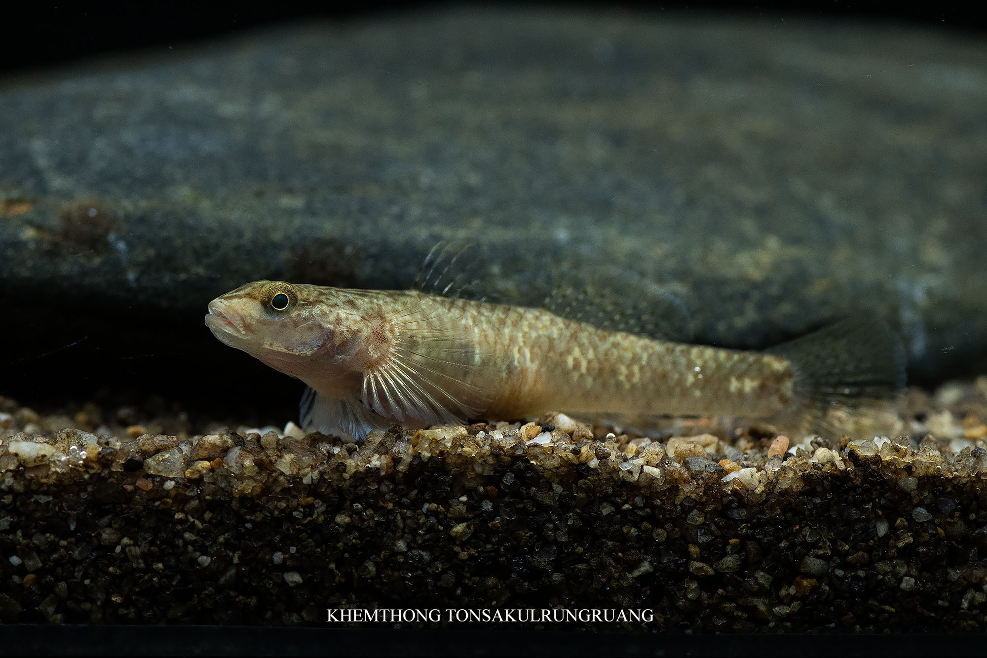ภาพ ปลาบู่ลำธารเชียงใหม่ (Rhinogobius chiengmaiensis)
