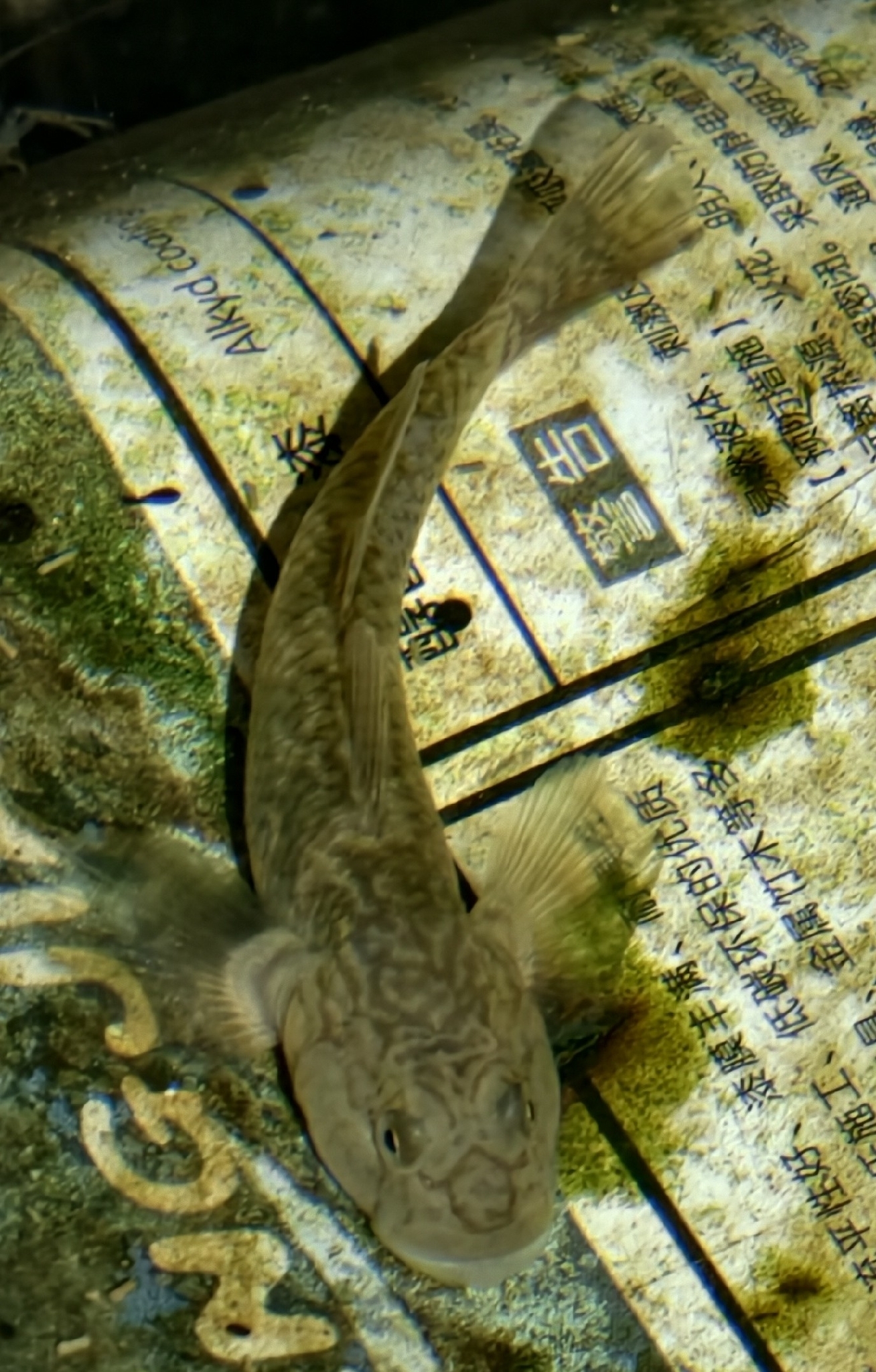 ภาพ ปลาบู่บู่ (Rhinogobius cliffordpopei)