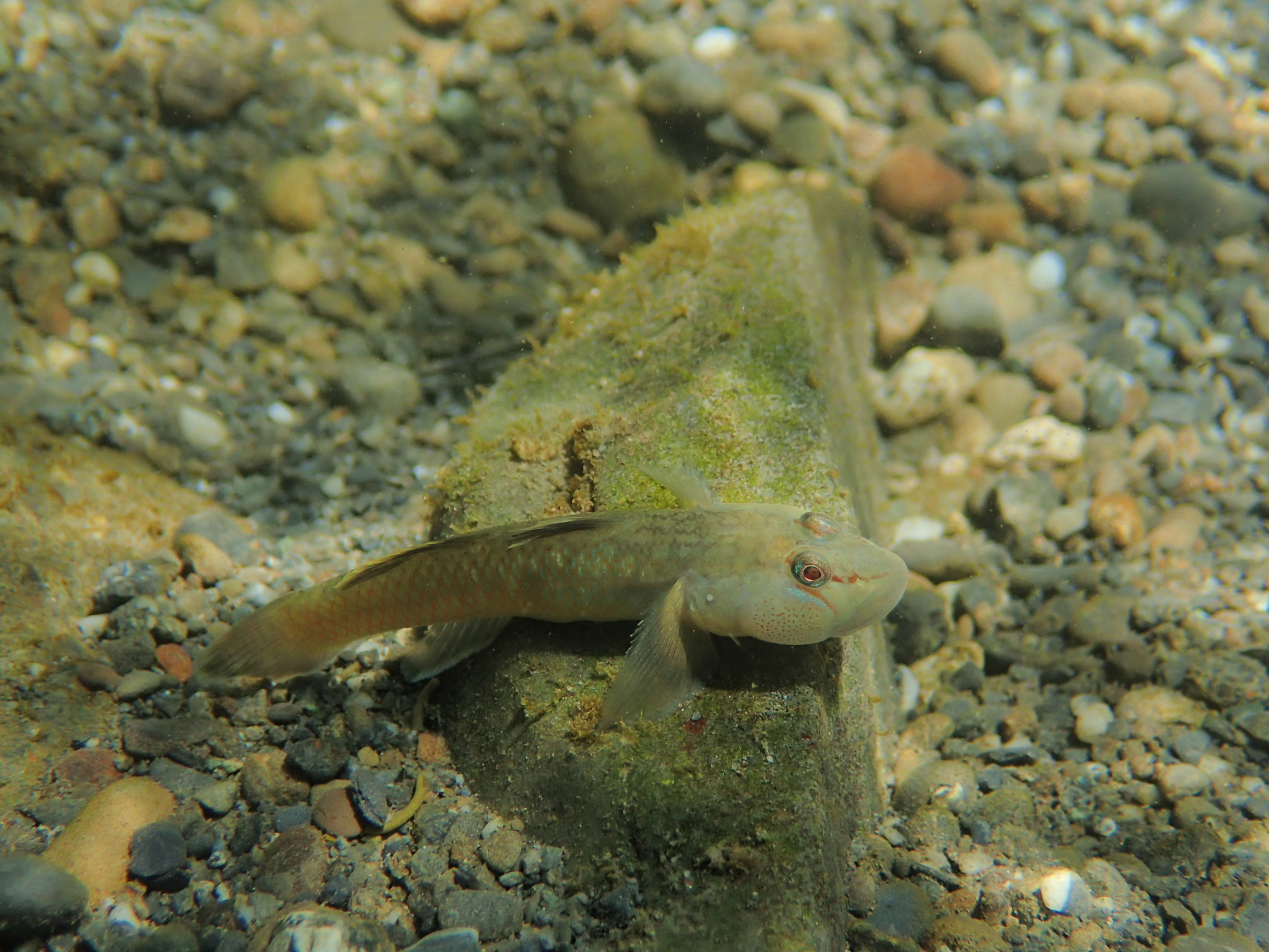 ภาพ ปลาบู่จิ๋วลายจุด (Rhinogobius delicatus)