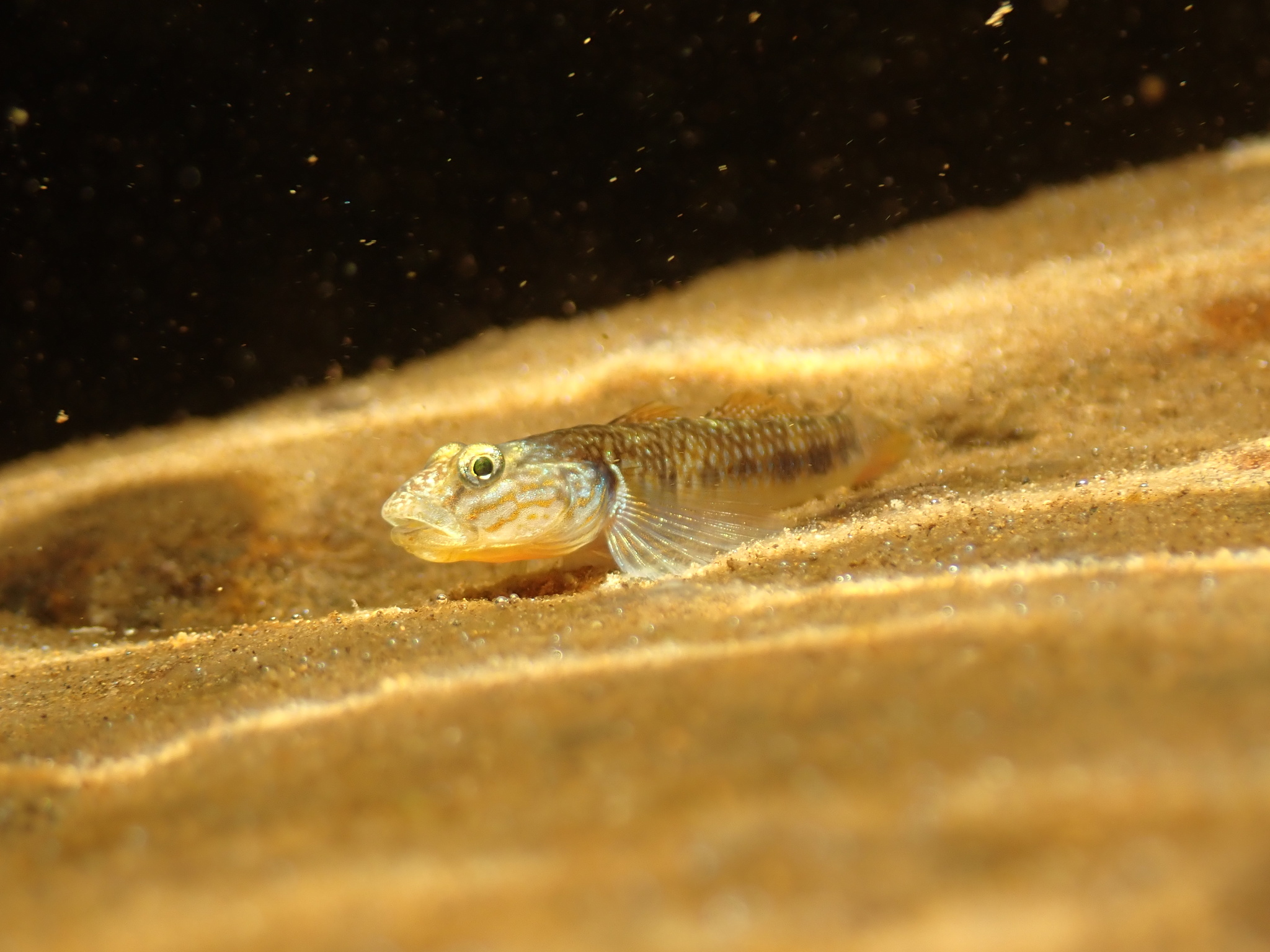 ภาพ ปลาบู่ estrellae (Rhinogobius estrellae)