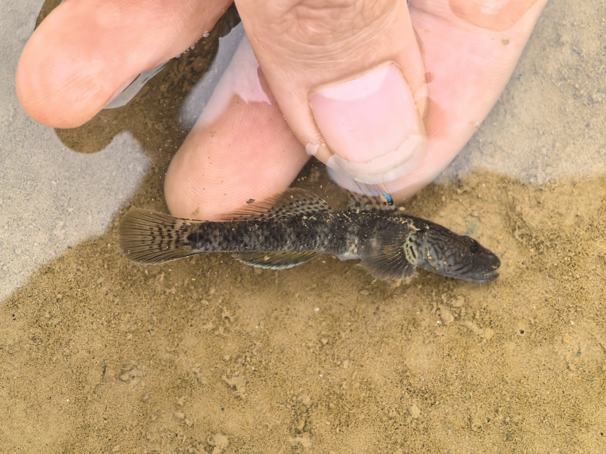 ภาพ ปลาบู่ filamentosus (Rhinogobius filamentosus)