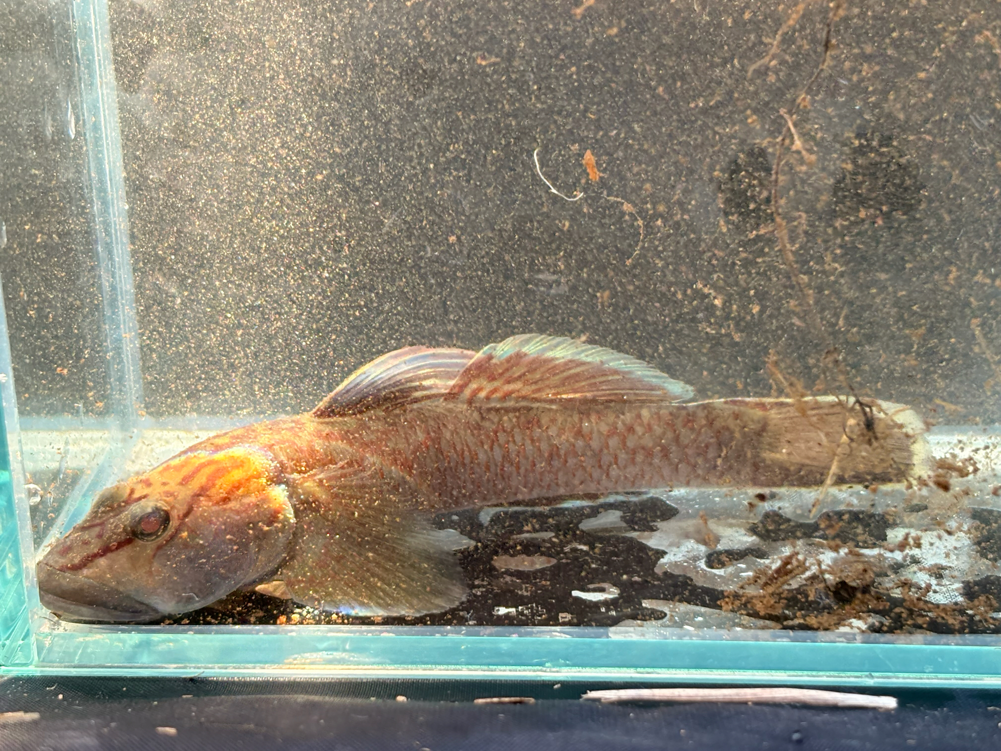 ภาพ ปลาบู่ fluviatilis (Rhinogobius fluviatilis)