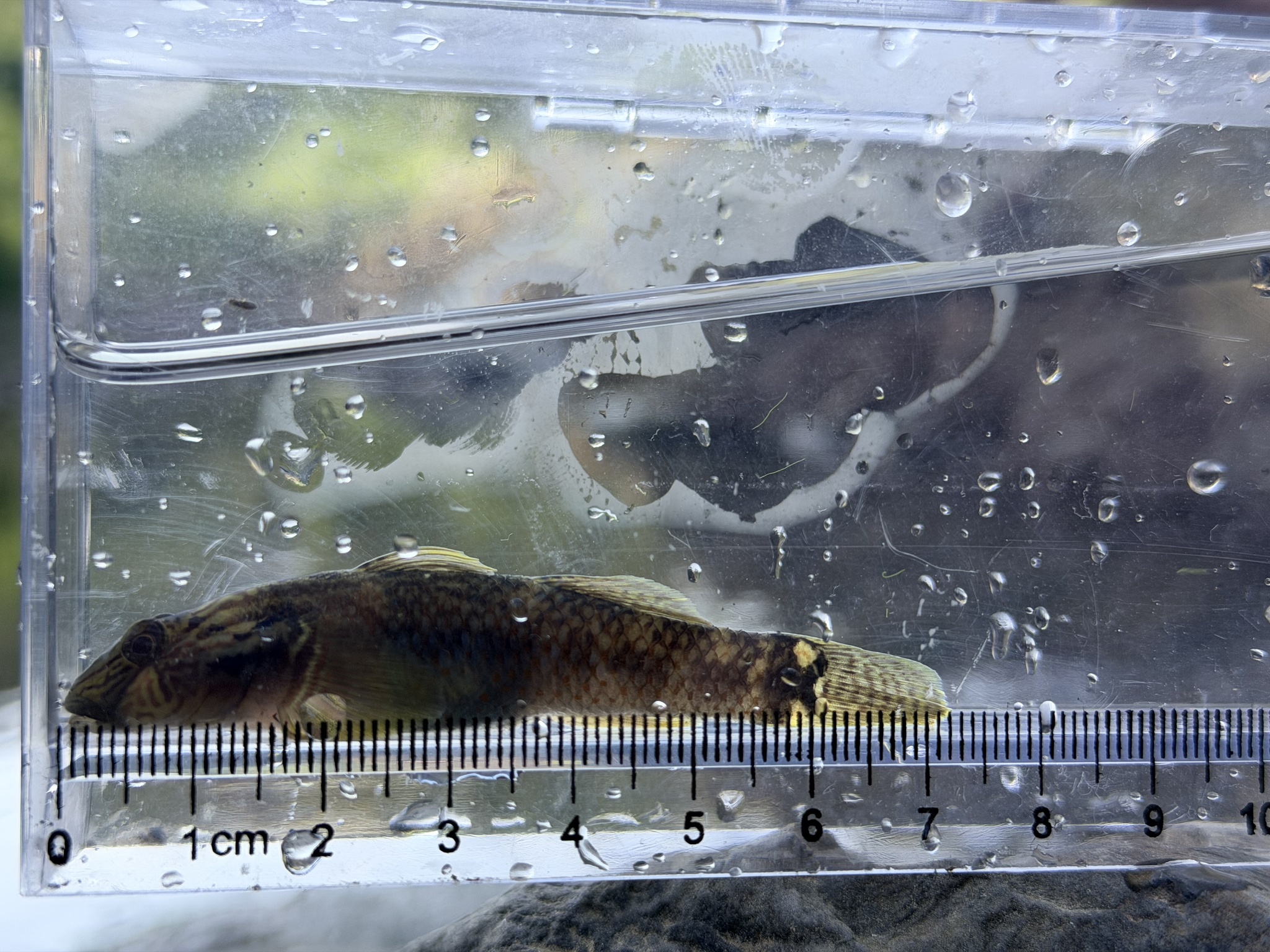 ภาพ ปลาบู่บู่ (Rhinogobius formosanus)