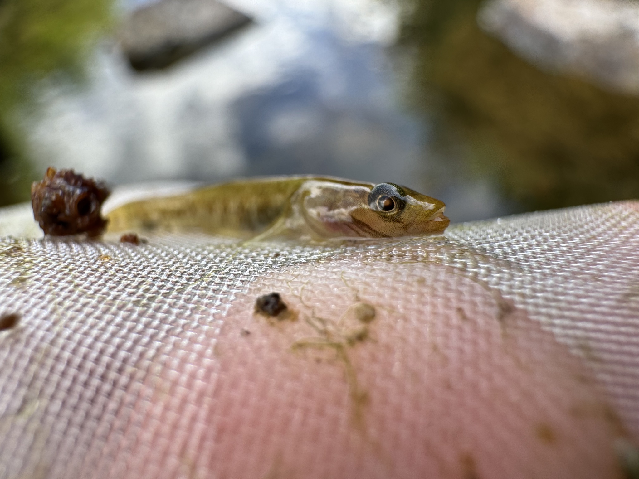 ภาพ ปลาบู่ genanematus (Rhinogobius genanematus)