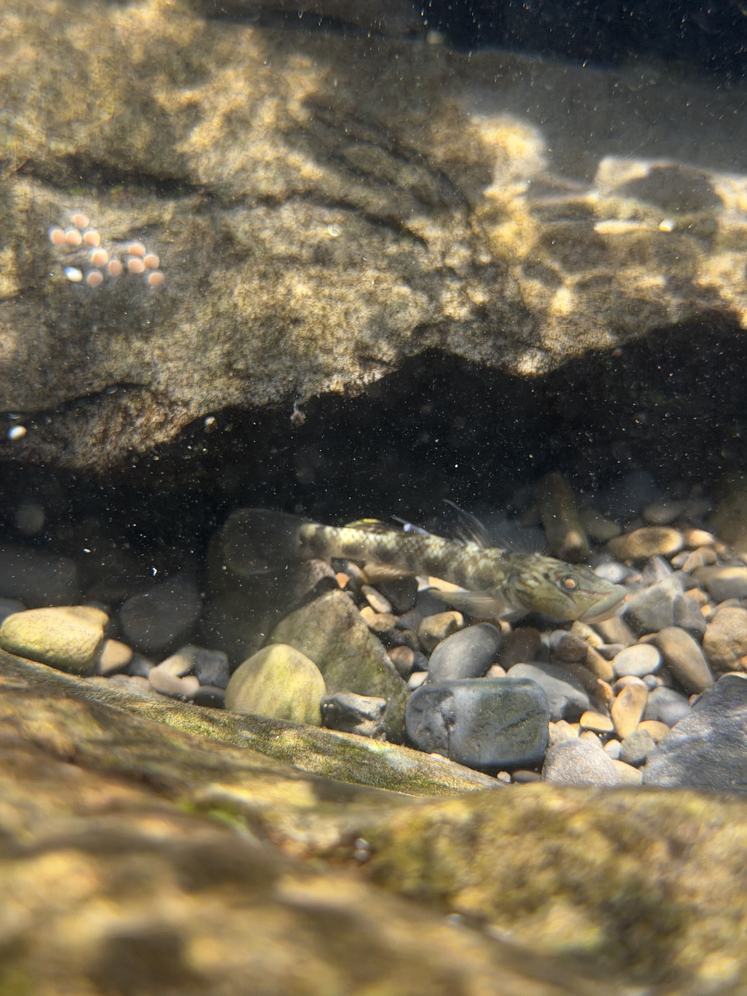 ภาพ ปลาบู่ยักษ์บู่ (Rhinogobius gigas)