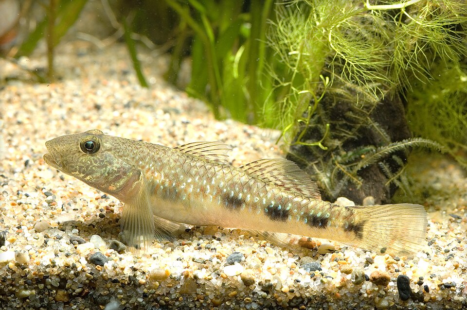 ภาพ ปลาบู่บู่ (Rhinogobius giurinus)